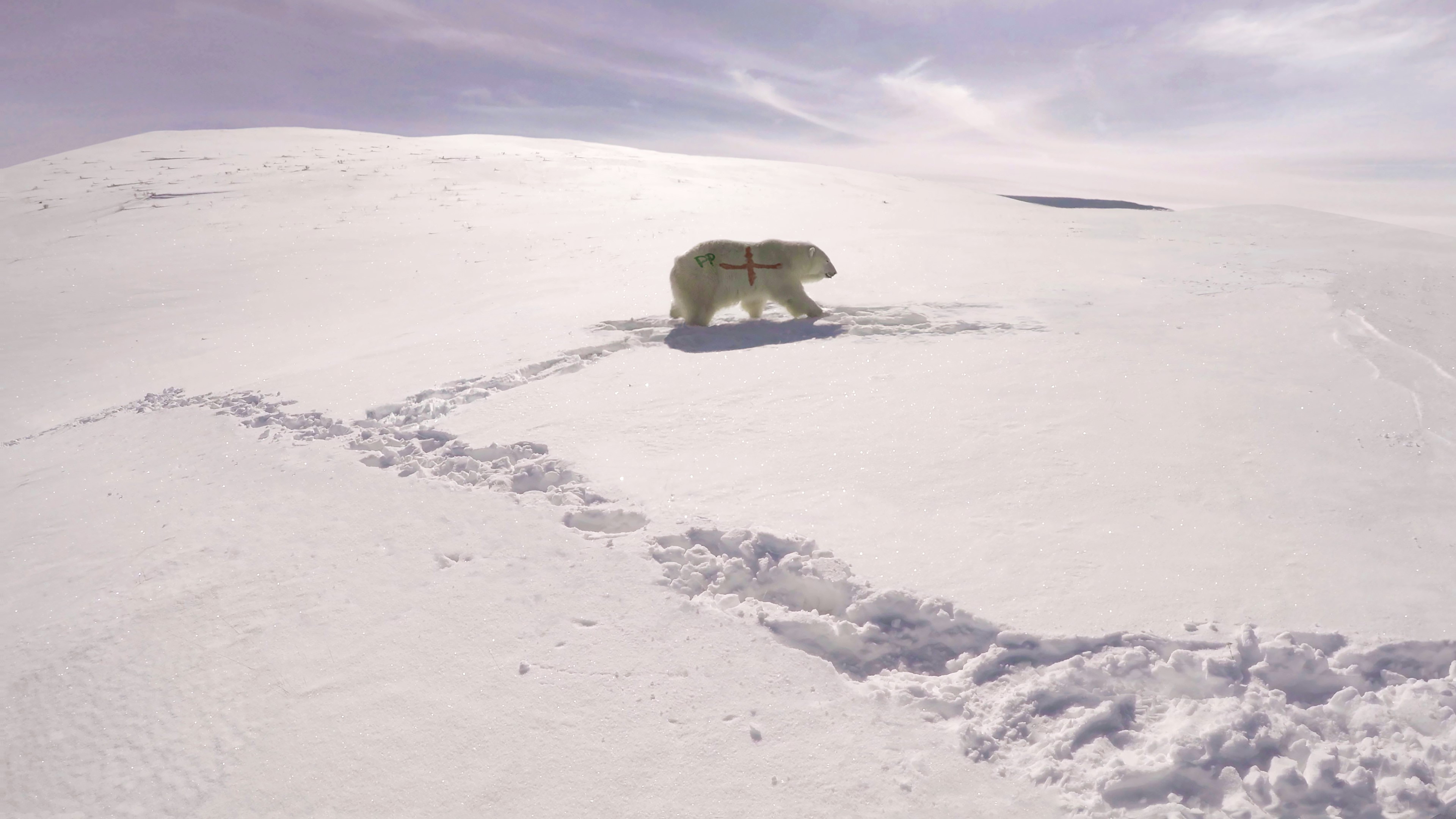 Paddy Power Polar Bear creativity
